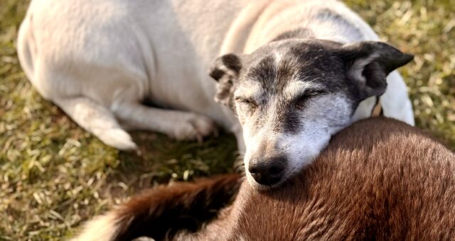5 Maßnahmen, um einem Burnout wirksam vorzubeugen