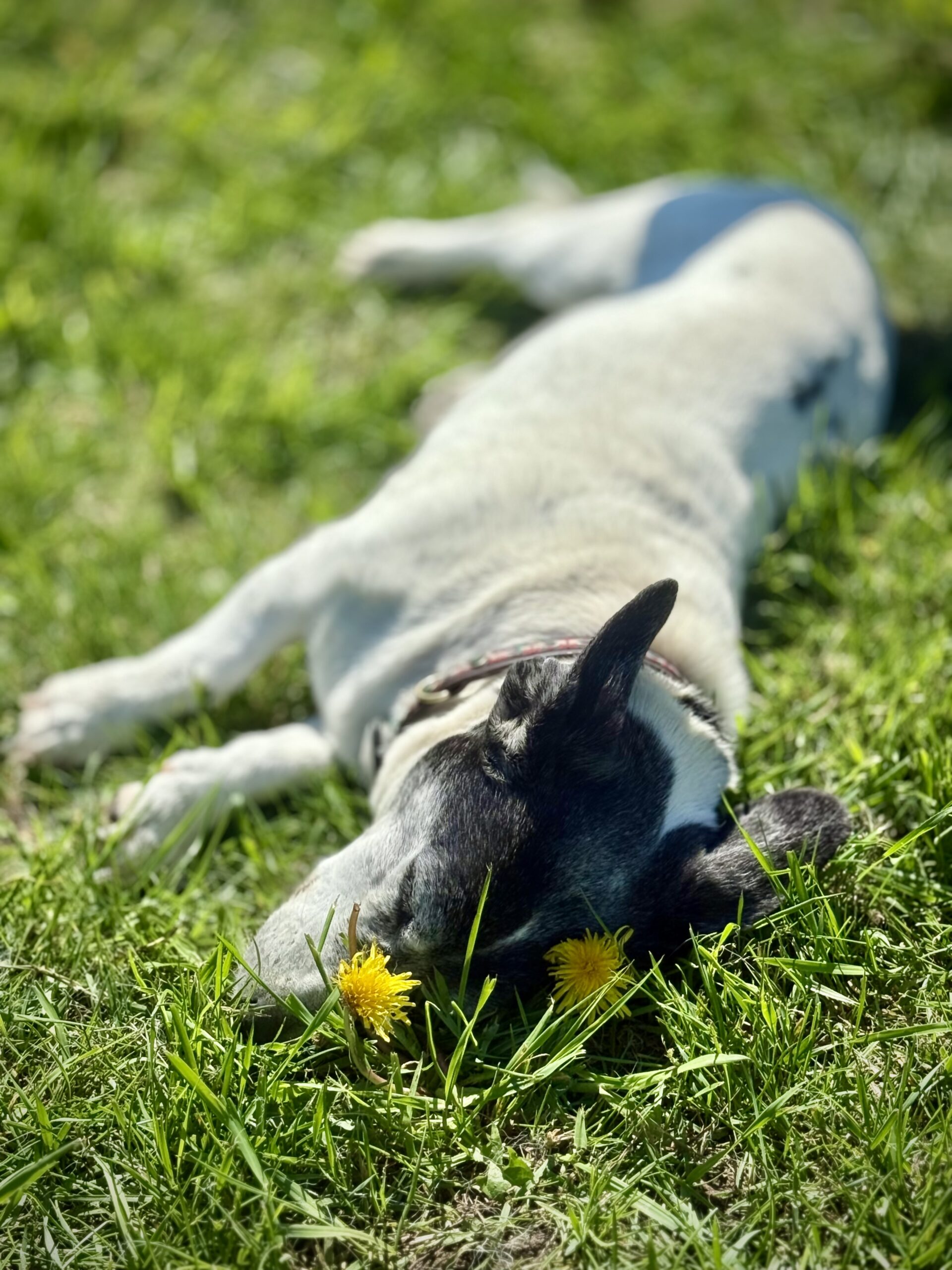 Therapeutische Hypnose