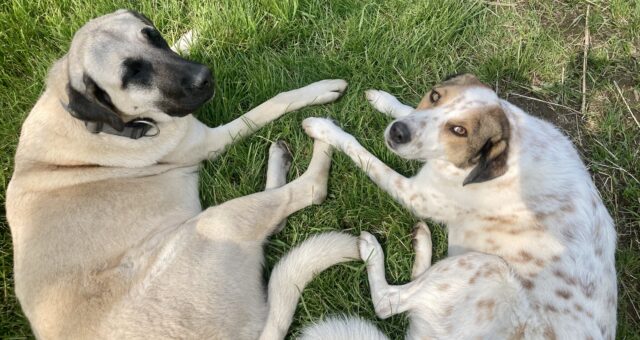 Warum Psychotherapie für Kinder und Jugendliche ein lebenslanger Schutz ist