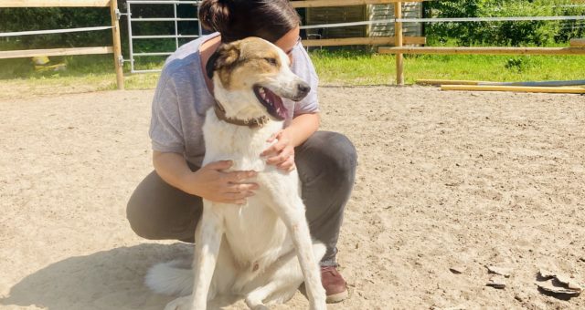 Was Hunde in der Psychotherapie für Sie tun können