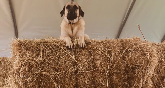 Depressionen bei Kindern und Jugendlichen