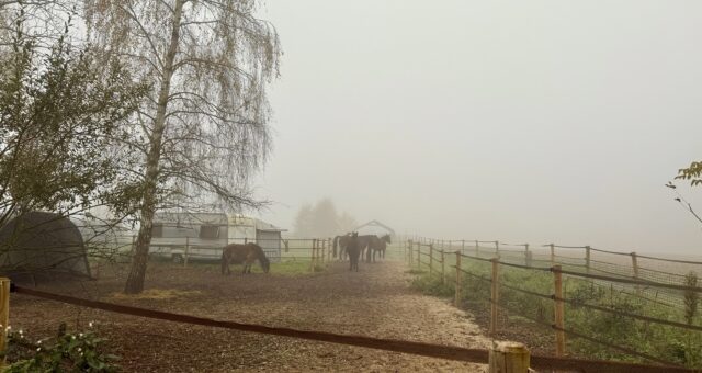 Früher Stress und spätes Leid