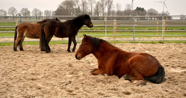 Mobbing – wenn Angriffe krank machen