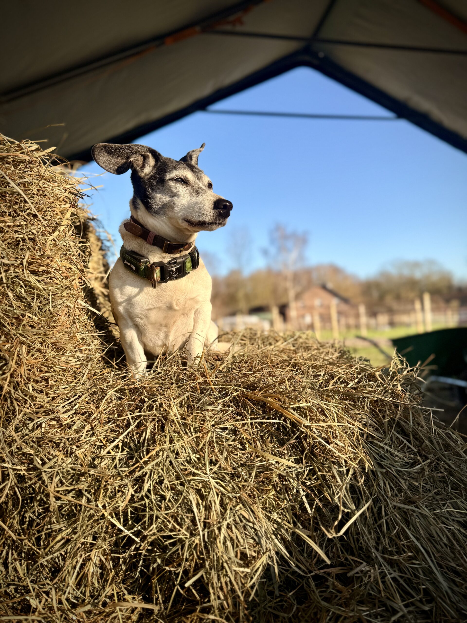 Psychosomatische Symptome – wirksame Therapie der Ursachen