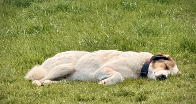 Psychosomatische Beschwerden – neue Erkenntnisse