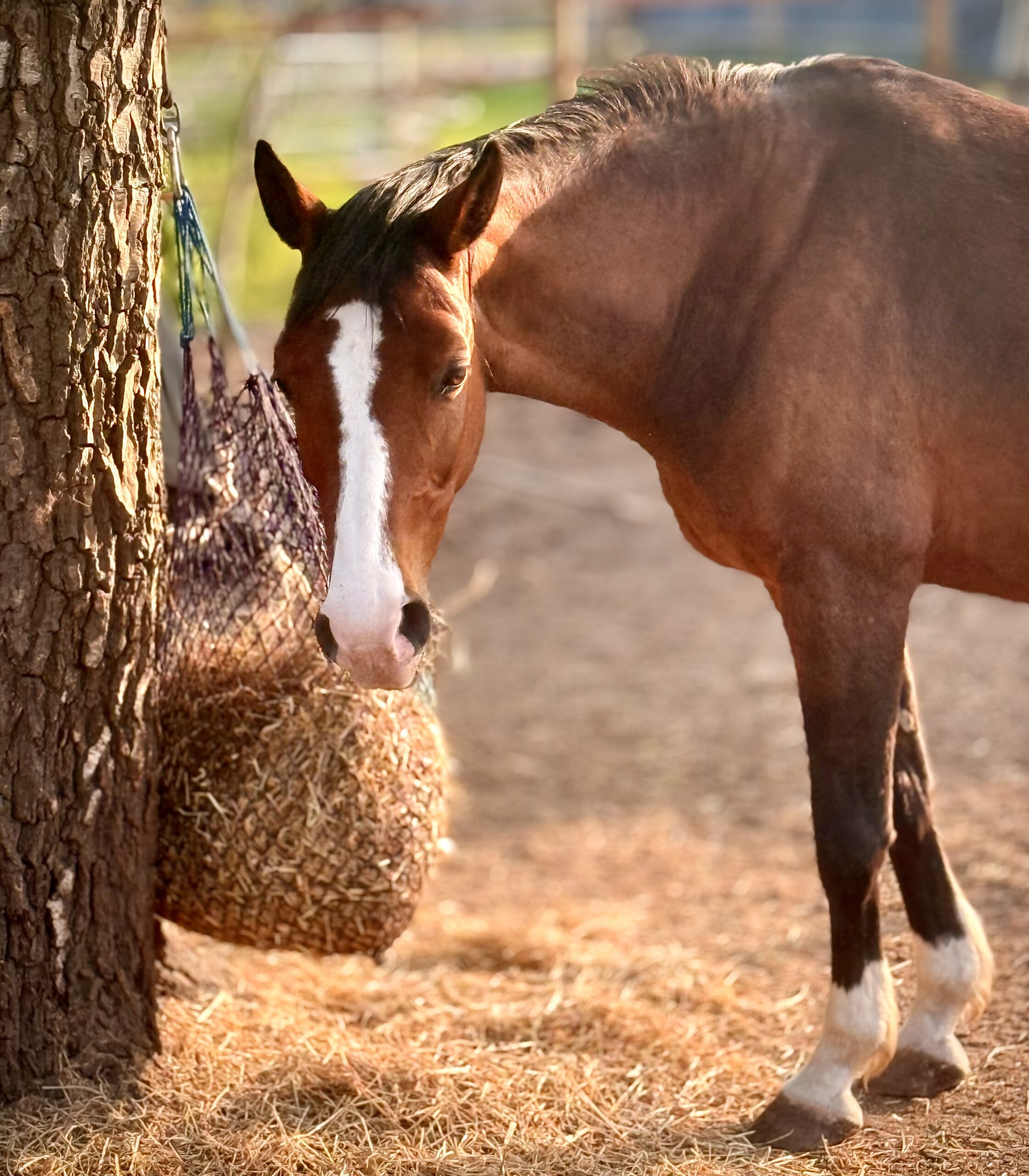 Essstörungen – Ursachen erkennen und wirksam behandeln