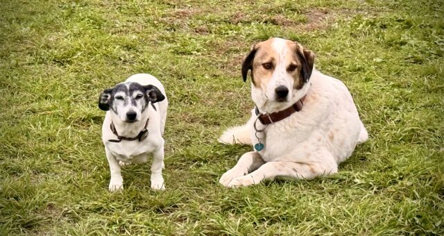 Trennungsangst bei Kindern – wenn Loslassen für alle unerträglich wird