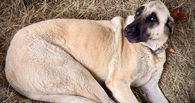 Schlechte Nachrichten und Angst – was permanente Krisen mit Menschen machen